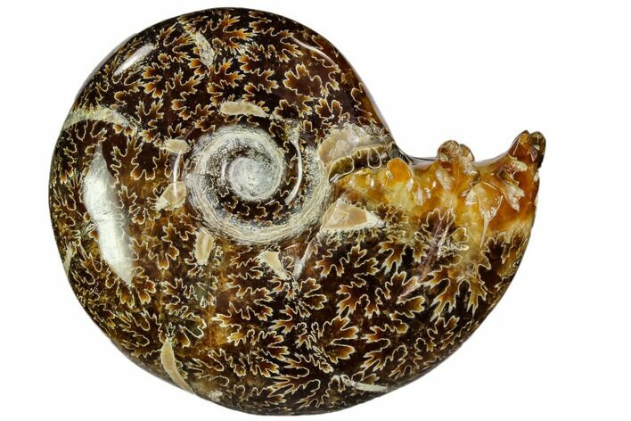 Polished, Agatized Ammonite (Cleoniceras) - Madagascar #110529